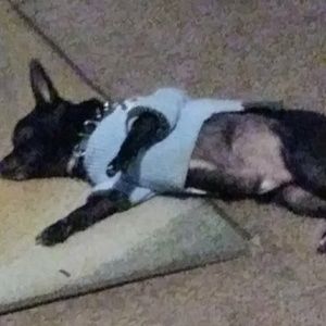 Meet your Posher, Emma